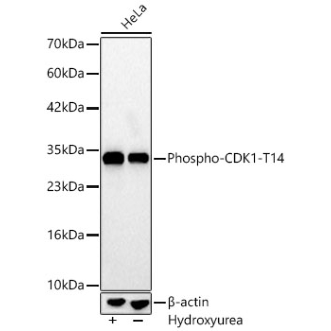 Phospho-CDK1-T14 Rabbit Monoclonal Antibody