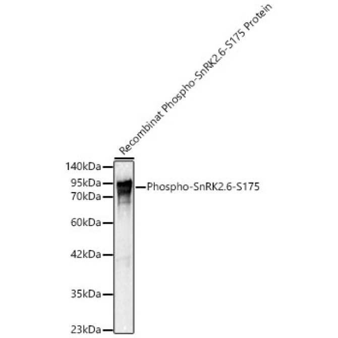 Phospho-SnRK2.6-S175 Polyclonal Antibody