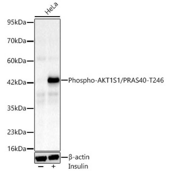 Phospho-AKT1S1/PRAS40-T246 Rabbit Monoclonal Antibody