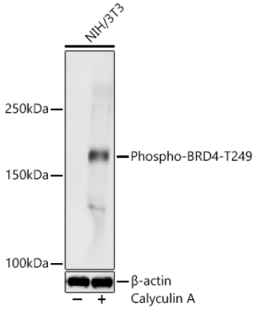 Phospho-BRD4-T249 Rabbit Polyclonal Antibody