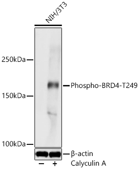 Phospho-BRD4-T249 Rabbit Polyclonal Antibody