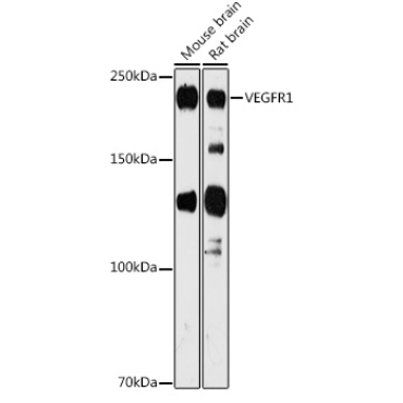 VEGFR1 Rabbit Polyclonal Antibody