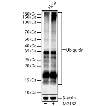 Ubiquitin Rabbit Polyclonal Antibody