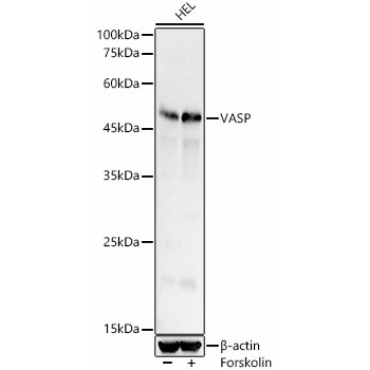 VASP Rabbit Polyclonal Antibody