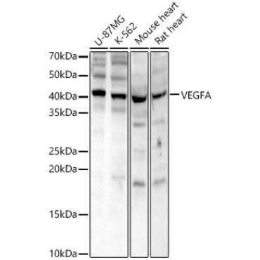 VEGFA Rabbit Polyclonal Antibody