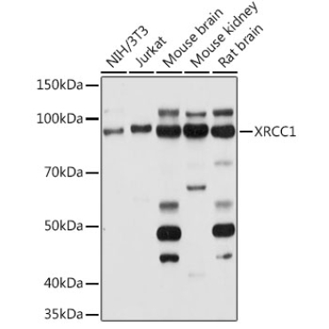 XRCC1 Rabbit Polyclonal Antibody