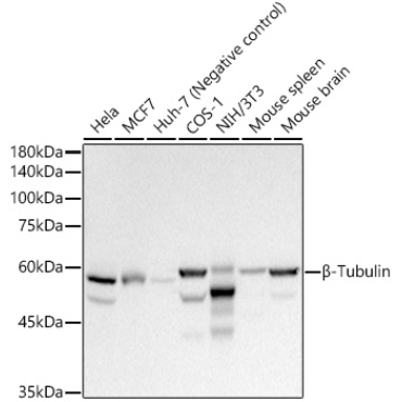 Beta-Tubulin Rabbit Polyclonal Antibody
