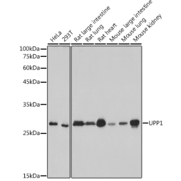 UPP1 Rabbit Monoclonal Antibody
