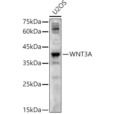 WNT3A Rabbit Polyclonal Antibody