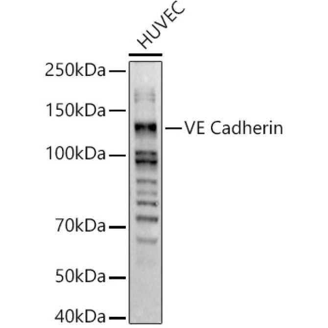 VE Cadherin Rabbit Polyclonal Antibody