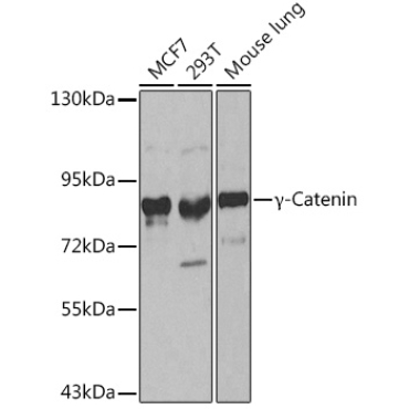 Gamma-Catenin Rabbit Polyclonal Antibody