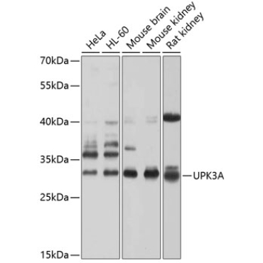 UPK3A Rabbit Polyclonal Antibody