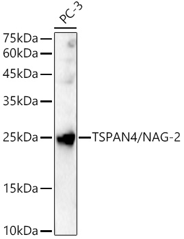 TSPAN4/NAG-2 Rabbit Polyclonal Antibody