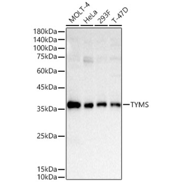 TYMS Rabbit Polyclonal Antibody