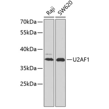 U2AF1 Rabbit Polyclonal Antibody