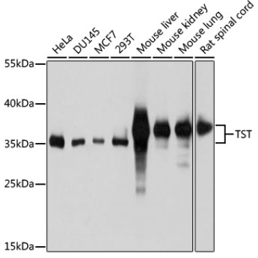 TST Rabbit Polyclonal Antibody