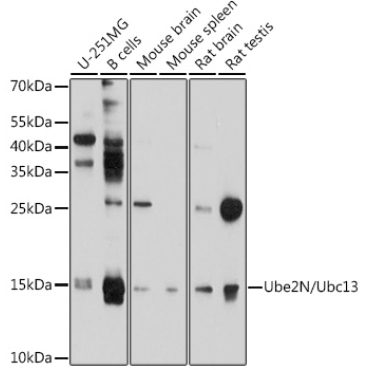 Ube2N/Ubc13 Rabbit Polyclonal Antibody