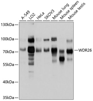 WDR26 Rabbit Polyclonal Antibody