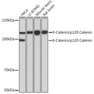 Delta-Catenin/p120 Catenin Rabbit Monoclonal Antibody