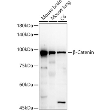 Beta-Catenin Rabbit Polyclonal Antibody
