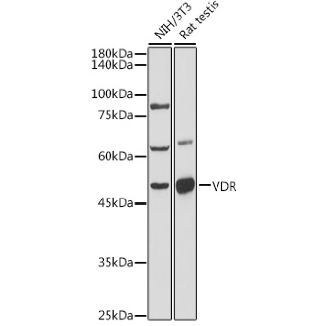 VDR Rabbit Polyclonal Antibody