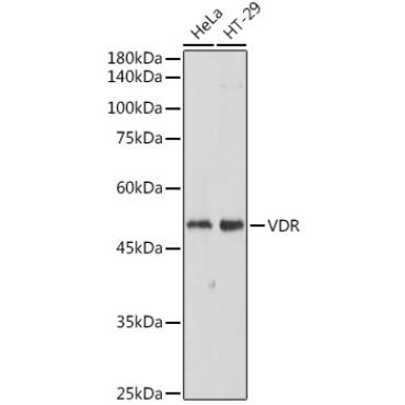 VDR Rabbit Polyclonal Antibody