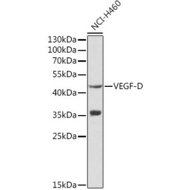 VEGF-D Rabbit Polyclonal Antibody
