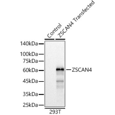 ZSCAN4 Rabbit Polyclonal Antibody