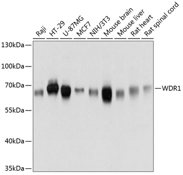 WDR1 Rabbit Polyclonal Antibody