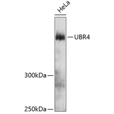 UBR4 Rabbit Polyclonal Antibody