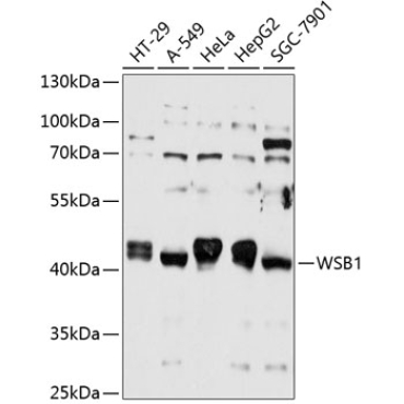 WSB1 Rabbit Polyclonal Antibody