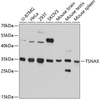 TSNAX Rabbit Polyclonal Antibody