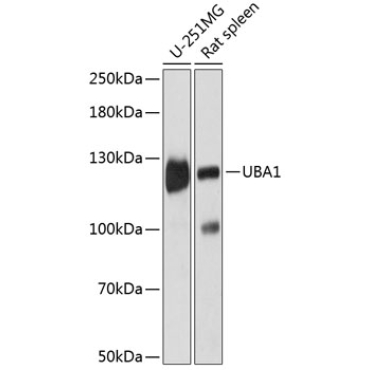 UBA1 Rabbit Polyclonal Antibody