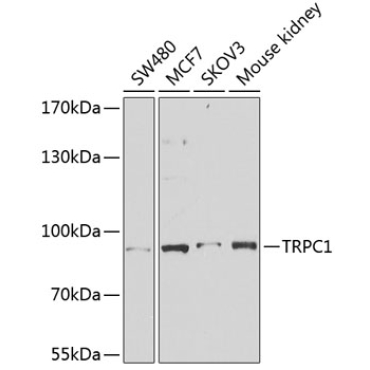 TRPC1 Rabbit Polyclonal Antibody