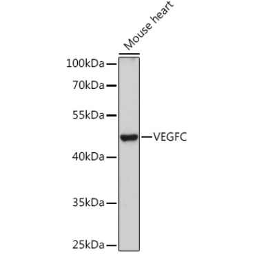 VEGFC Rabbit Polyclonal Antibody