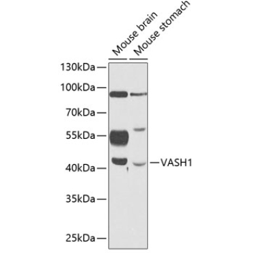 VASH1 Rabbit Polyclonal Antibody