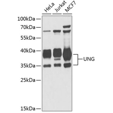 UNG Rabbit Polyclonal Antibody