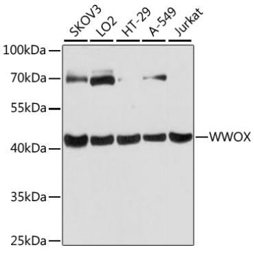 WWOX Rabbit Polyclonal Antibody