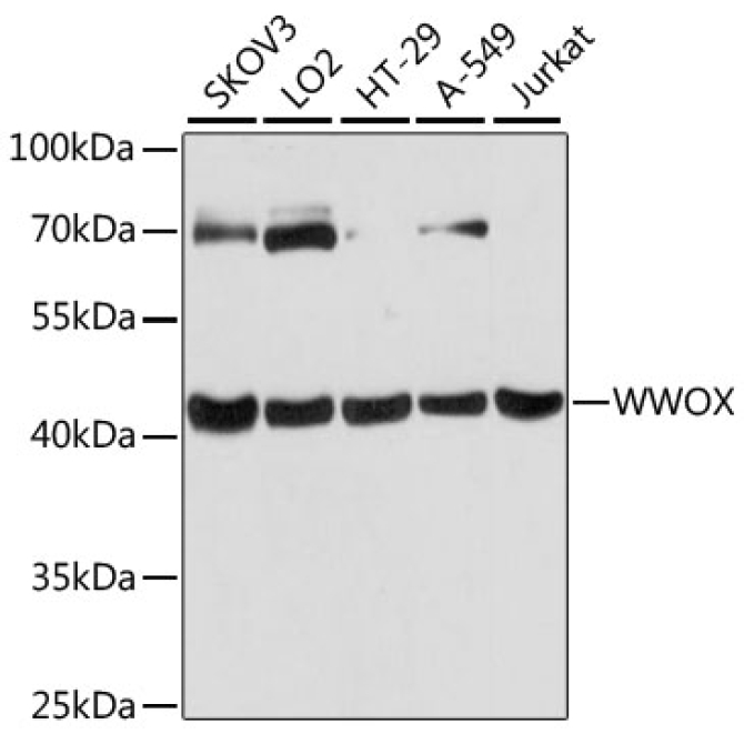 WWOX Rabbit Polyclonal Antibody