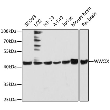 WWOX Rabbit Polyclonal Antibody