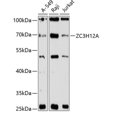 ZC3H12A Rabbit Polyclonal Antibody