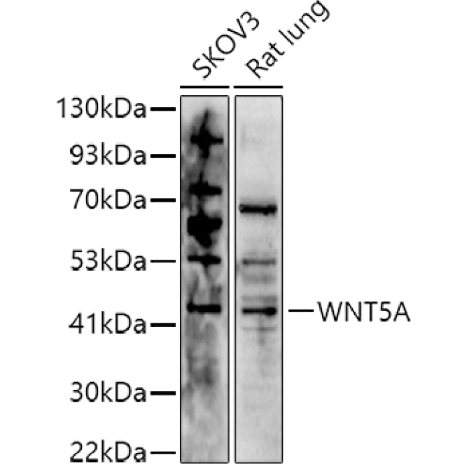 WNT5A Rabbit Polyclonal Antibody