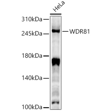 WDR81 Rabbit Polyclonal Antibody