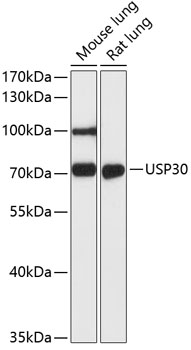 USP30 Rabbit Polyclonal Antibody