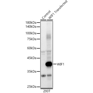 WIF1 Rabbit Polyclonal Antibody
