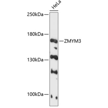 ZMYM3 Rabbit Polyclonal Antibody