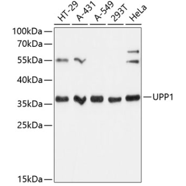 UPP1 Rabbit Polyclonal Antibody
