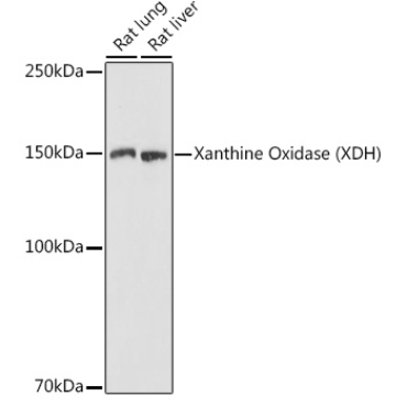 Xanthine Oxidase (XDH) Rabbit Polyclonal Antibody