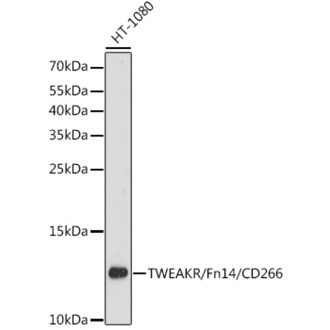 TWEAKR/Fn14/CD266 Rabbit Polyclonal Antibody