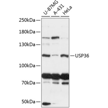 USP36 Rabbit Polyclonal Antibody